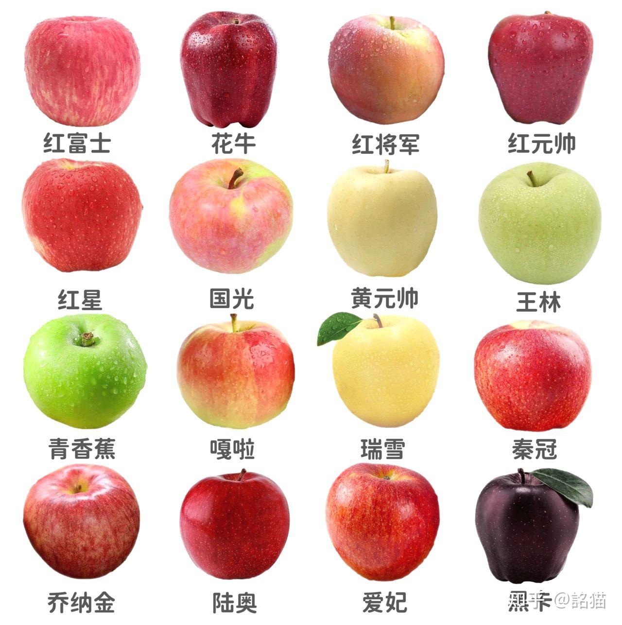苹果科普知识分类